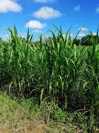 Image result for Cenchrus purpureus