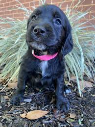 Maybe you would like to learn more about one of these? Golden Retriever Puppies For Sale Fort Rucker Al 352709