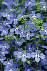 Image result for Lobelia thermalis