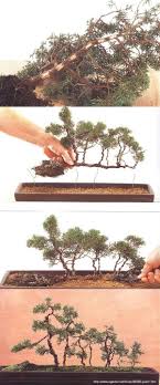 Bonsai Ikadabuki Http Www Agaclar Net Forum 65362 Post1 Htm Bonsai Forest Bonsai Garden Japan Garden