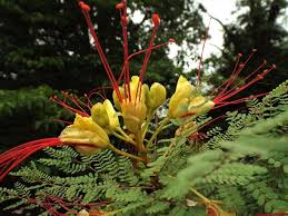 Image result for Erythrostemon gilliesii