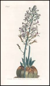 Image result for Drimia elata