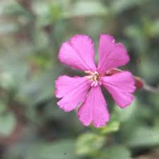 Image result for Silene abyssinica