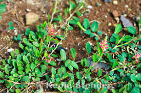 Image result for Alysicarpus zeyheri