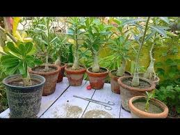 Pin On Adenium