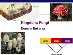 Kingdom Fungi Domain Eukarya Domain Bacteria Archaea Eukarya Ppt Video Online Download