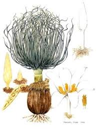 Image result for Gethyllis