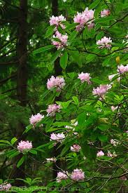 Pacific Rhododendron Rhododendron Macrophyllum Flowers Native Plant Landscape Shade Landscaping Flower Garden