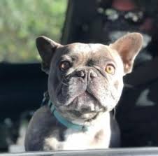 Everything you need to know about french bulldog puppies. 5 Best French Bulldog Breeders In Florida 2021 We Love Doodles