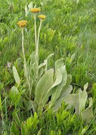 Image result for Helichrysum acutatum