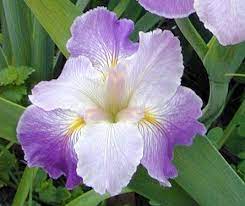 Louisiana Iris Lillie Edwards Iris Flowers Louisiana Iris Pretty Flowers Pictures