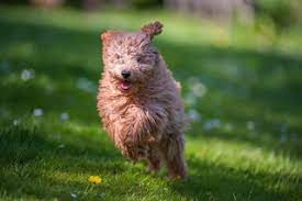 Maybe you would like to learn more about one of these? Professional Puppy Training Classes In Seattle Paws 4 Training