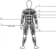 30 blank muscle diagram worksheet. Leg Muscle Diagram Unlabeled Muscular Function And Anatomy Of The Upper Leg Video Labeled Scheme With Myofibril Disc Zone Line And Band Elieteleite