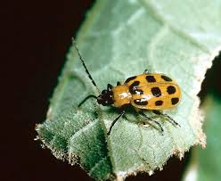 We did not find results for: Ariel Whitely Noll Squash Bugs Cucumber Beetles Decimate Plants Entertainment Life The Topeka Capital Journal Topeka Ks