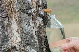 Genre de végétaux dont l'espèce bouleau blanc (betula alba, l.) est un arbre contenant, au printemps, une séve abondante d'une saveur douce, sucrée et légèrement aigrelette, avec laquelle on prépare, dans le nord, une liqueur alcoolique au moyen de la fermentation. Cure De Seve De Bouleau Bienfaits Quantite Comment Faire