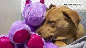 Only adopters who live within a couple of hours of new jersey will be considered because we need the adopter to be able to meet him in person, maybe a. Brutally Honest Adoption Ad For Demonic Chihuahua Goes Viral