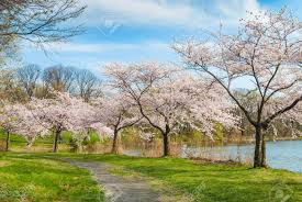 The park is closed right now but even when it is open, not everyone can enjoy it. Spring Time In Branch Brook Park In Newark With Cherry Blossom Stock Photo Picture And Royalty Free Image Image 73246997