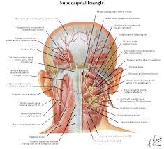 In the back, the neck reaches the c7 vertebra. Anatomy Massage Therapy Anatomy Migraine