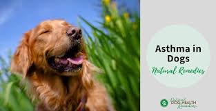 If, however, your pup's panting is accompanied with vomiting, lethargy, or any other adverse conditions, it's time to still, don't panic if your dog is breathing rapidly or if your puppy breathing fast while sleeping. Natural Dog Asthma Remedies To Help A Dog Breathe Better