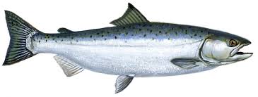 Image result for gambar ikan sarden
