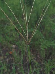 Image result for Julbernardia paniculata