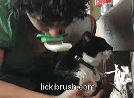 I think dinah is the higher ranking cat, though she indicates this only in subtle ways. Licki Brush Lick Your Cat Like A Cat By Jason O Mara Kickstarter