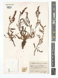 Image result for Rumex lanceolatus