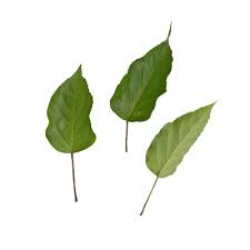 Image result for Premna serratifolia