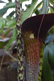 Image result for Blumea adamsii