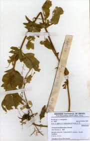 Image result for Virectaria