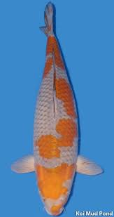 Ochiba Ikan