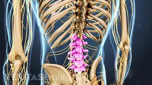 There are two hip bones, one on the left side of the body and the other on the right. Understanding Lower Back Anatomy