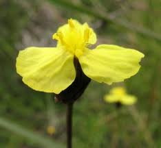 Image result for Xyris capensis