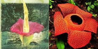 Nama lain bunga raflesia arnoldi adalah. 6 Perbedaan Harus Diketahui Antara Bunga Bangkai Dan Rafflesia Halaman All Kompas Com