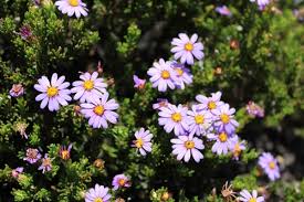 Image result for Felicia filifolia