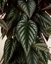 Image result for Cissus integrifolia