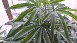 And mostly in 1 or 2 specific spots? Wind Burn Effects On My Plant Youtube