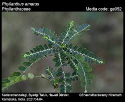 Image result for Phyllanthus inflatus