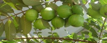 That said, in the absence of sufficient bees, you may have to help out with pollination. Cultivation Of Guava Abc Of Agri