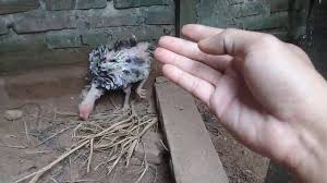 Maybe you would like to learn more about one of these? Ayam Bertelur Dua Hari Sekali Berikut Penyebab Ayam Bertelur Tidak Teratur Youtube
