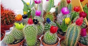 Cuales Son Los Nombres Tipos Y Cuidados De Un Cactus