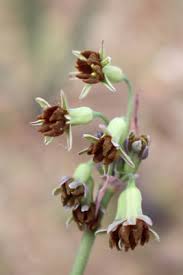 Image result for Tulbaghia cameronii