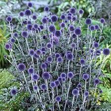 Maybe you would like to learn more about one of these? 8 Dog Safe Plants Full Sun Ideas Plants Dog Safe Plants Planting Flowers