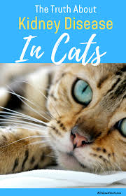 Kidney Disease Symptoms In Cats What You Need Toknow In 2020 With Images Cat Diseases Kidney Disease Kidney Disease Symptoms