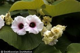 Image result for Argyreia nervosa