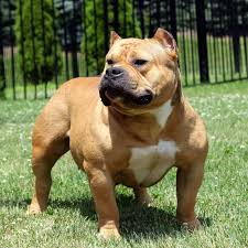 They are mans best friend! American Bully Americanbully3 Twitter