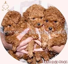 Sus Kopekleri Uretim Ciftligi Adli Kullanicinin Toy Poodle Yavrulari Http Www Suskopegi Com Toypoodle Yavru Htm Panosundaki Pin Poodle Kopek