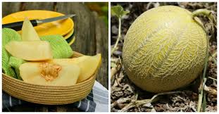 Melons grow on vines that spread in all directions. Growing Melons How To Grow Cantaloupe Honey Dew