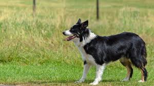 H, depuis 4 ans et récemment. Border Collie Infos Conseils De L Expert Sur Cette Race De Chien