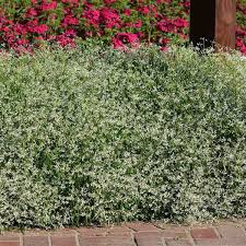 Image result for Euphorbia graminea